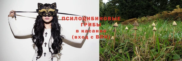шишки Абаза